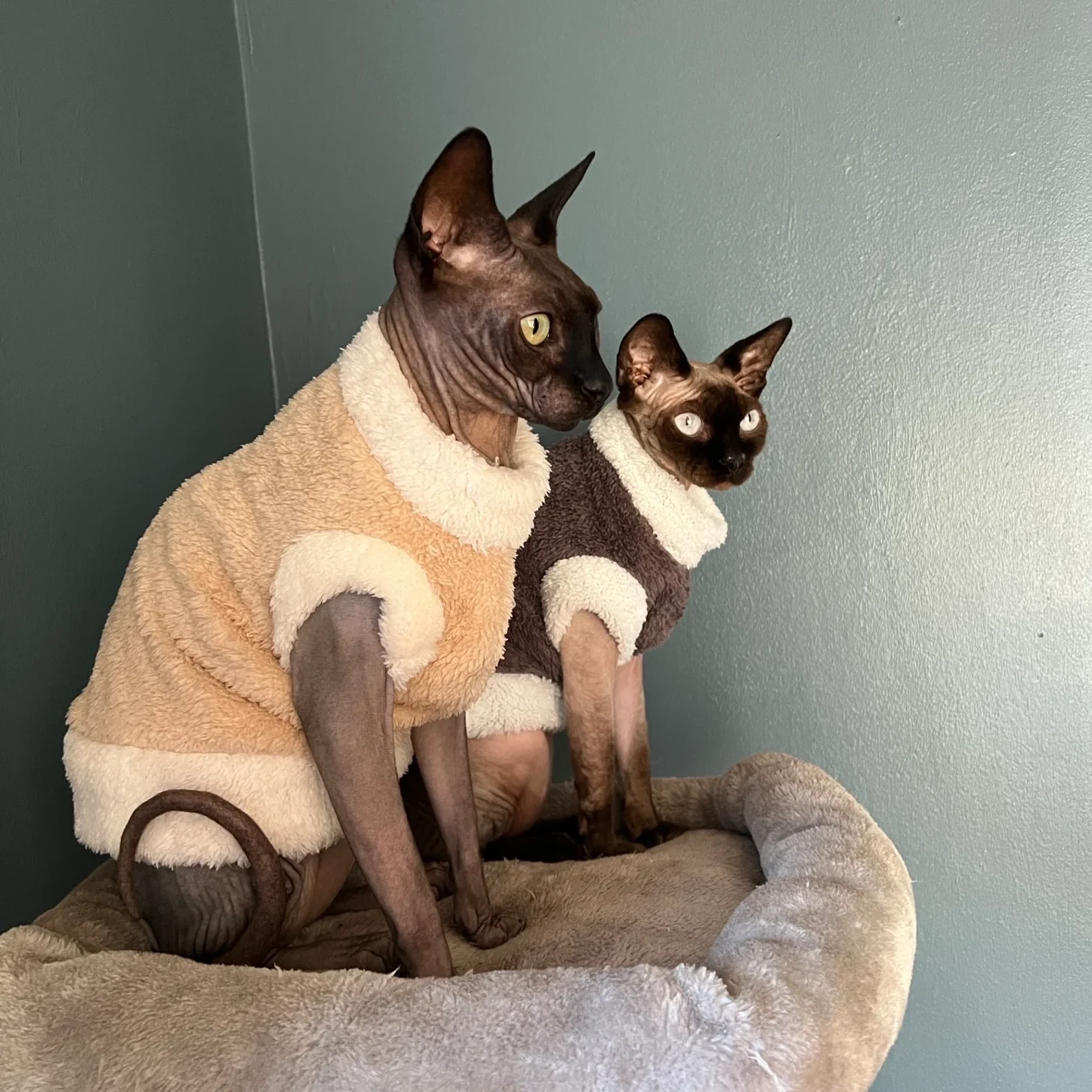 Teddy and sherpa Coat Rey and Miso